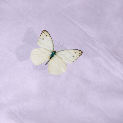 Snurk Butterfly Lilac dekbedovertrek-140x200/220 cm