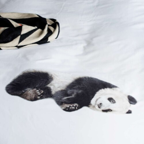 Snurk Lazy Panda dekbedovertrek-200x200/220 cm-Flanel